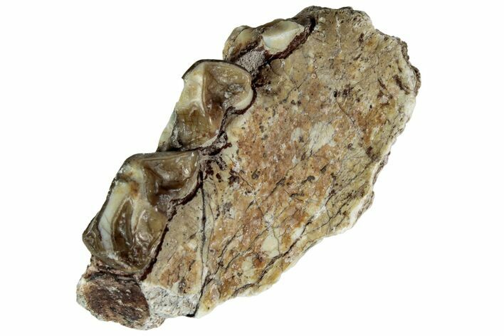 Oreodont (Merycoidodon) Jaw Section - South Dakota #215886